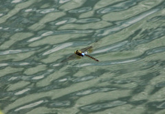 Anax guttatus