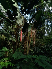 Heliconia combinata