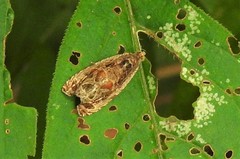 Olethreutes tilianum