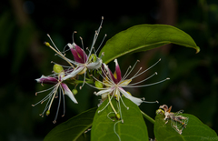 Capparis micracantha