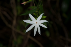 Jasminum nervosum