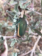 Cotinis mutabilis