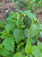 Galinsoga quadriradiata