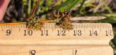 Carex vestita