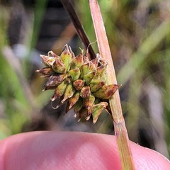 Carex vestita
