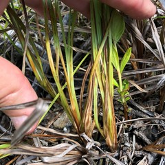 Carex vestita