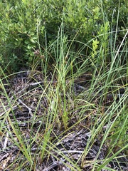 Carex vestita