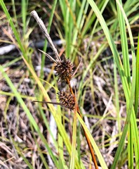 Carex vestita