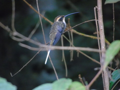 Phaethornis eurynome