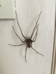 Eratigena