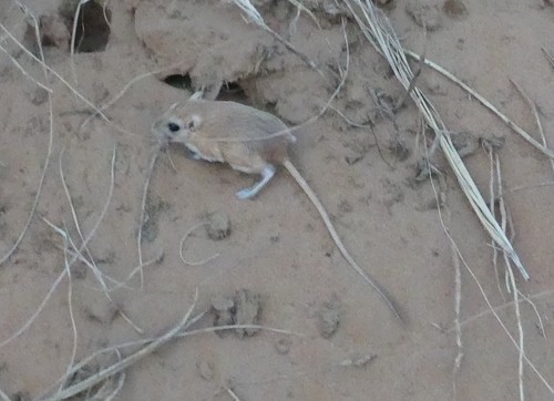 Tarabul's Gerbil