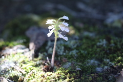 Holothrix orthoceras