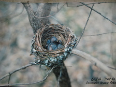 Eopsaltria australis