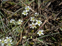 Arenaria serpens