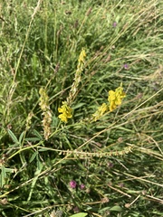 Melilotus altissimus