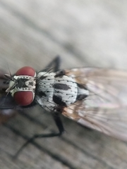 Anthomyia pluvialis