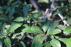 Manilkara nicholsonii