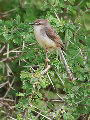 Prinia somalica