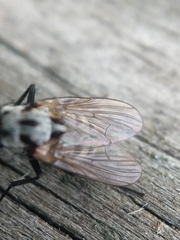 Anthomyia pluvialis