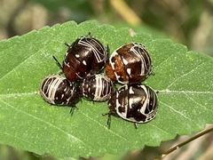 Orsilochides