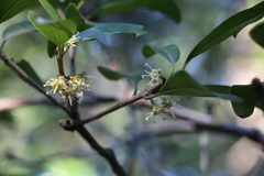 Manilkara nicholsonii