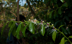 Capparis micracantha