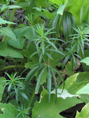 Asperula molluginoides
