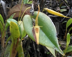 Pleurothallis microcardia