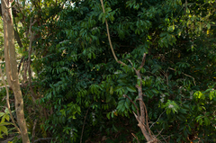 Capparis micracantha