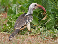 Tockus erythrorhynchus
