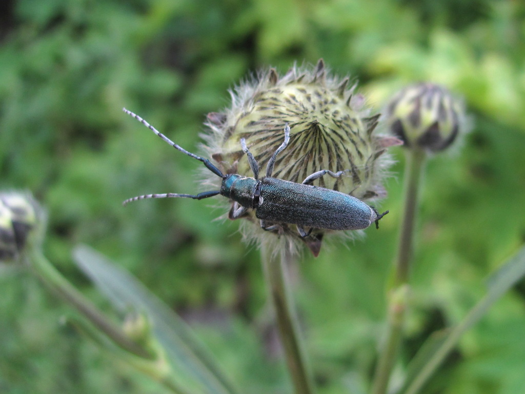 Agapanthia chalybea