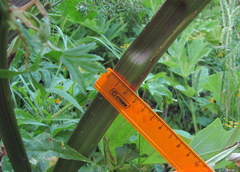Agasyllis latifolia