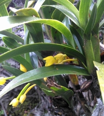 Maxillaria alticola