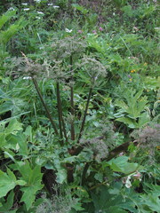 Agasyllis latifolia