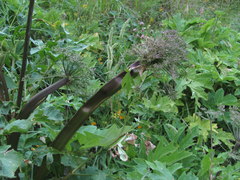 Agasyllis latifolia