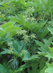 Asperula molluginoides