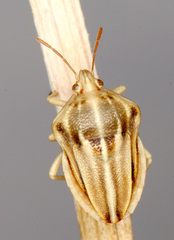Tholagmus strigatus