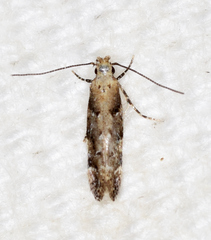 Coleotechnites australis