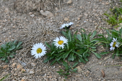 Erigeron melanocephalus