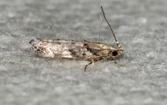 Coleotechnites australis