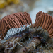 髮網黏菌屬 - Photo (c) debk，保留部份權利CC BY-SA