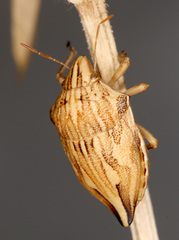 Odontotarsus intermedius