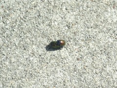 Chrysolina auripennis