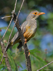 Turdus tephronotus
