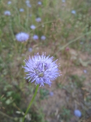 Jasione montana