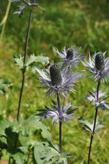 Eryngium alpinum