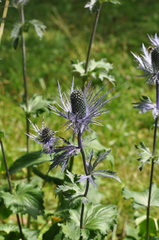 Eryngium alpinum