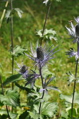 Eryngium alpinum