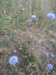Jasione montana