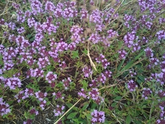 Thymus serpyllum